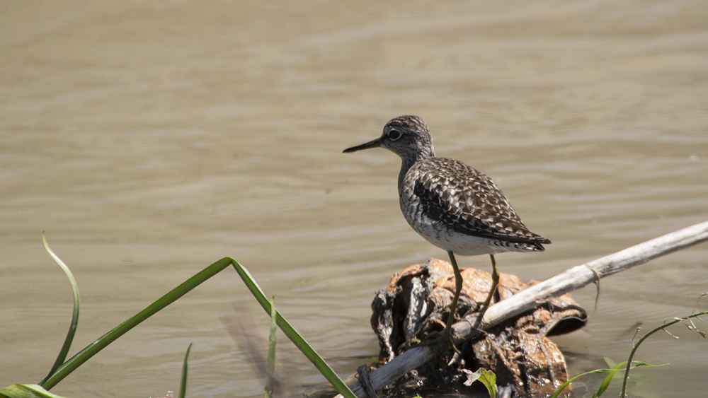 Common Greenshank